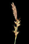 Blue Ridge sedge